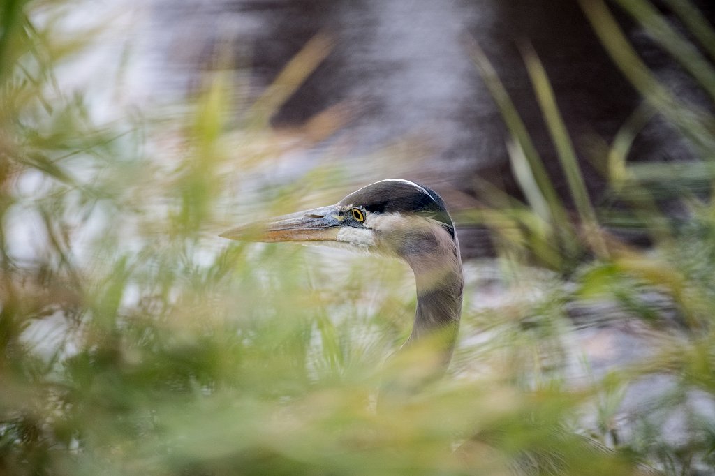 D05_2922-2.jpg - Great Blue Heron