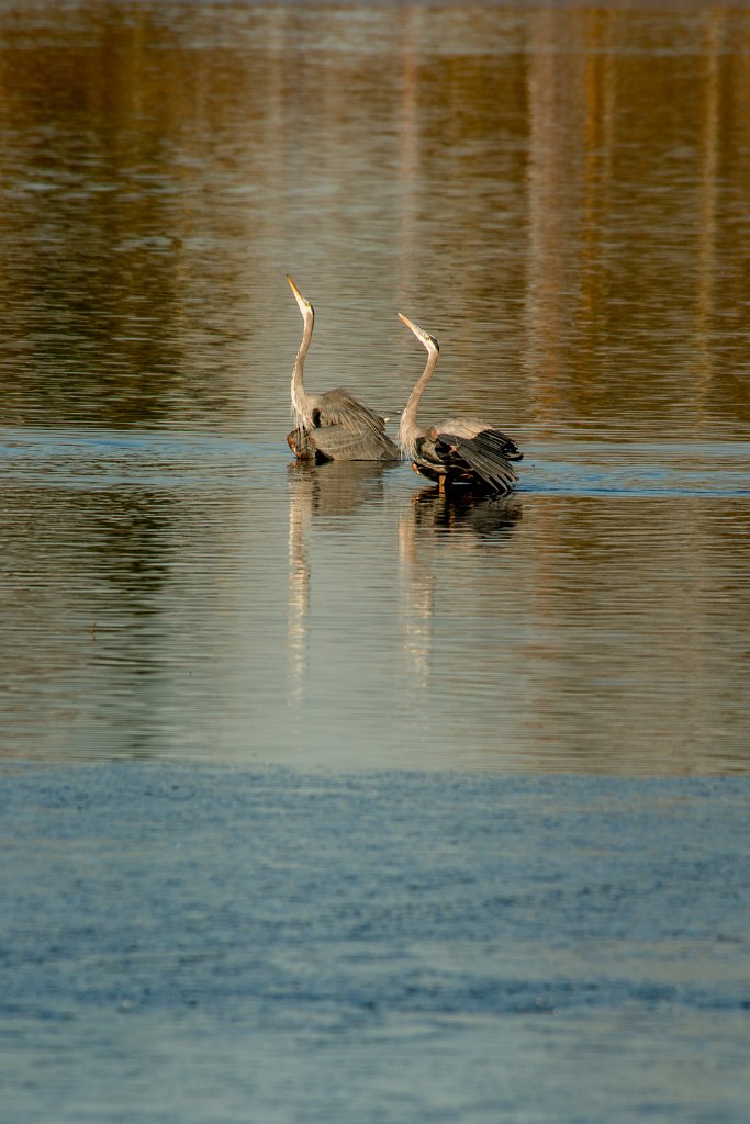 D80_2831.jpg - Great Blue Heron