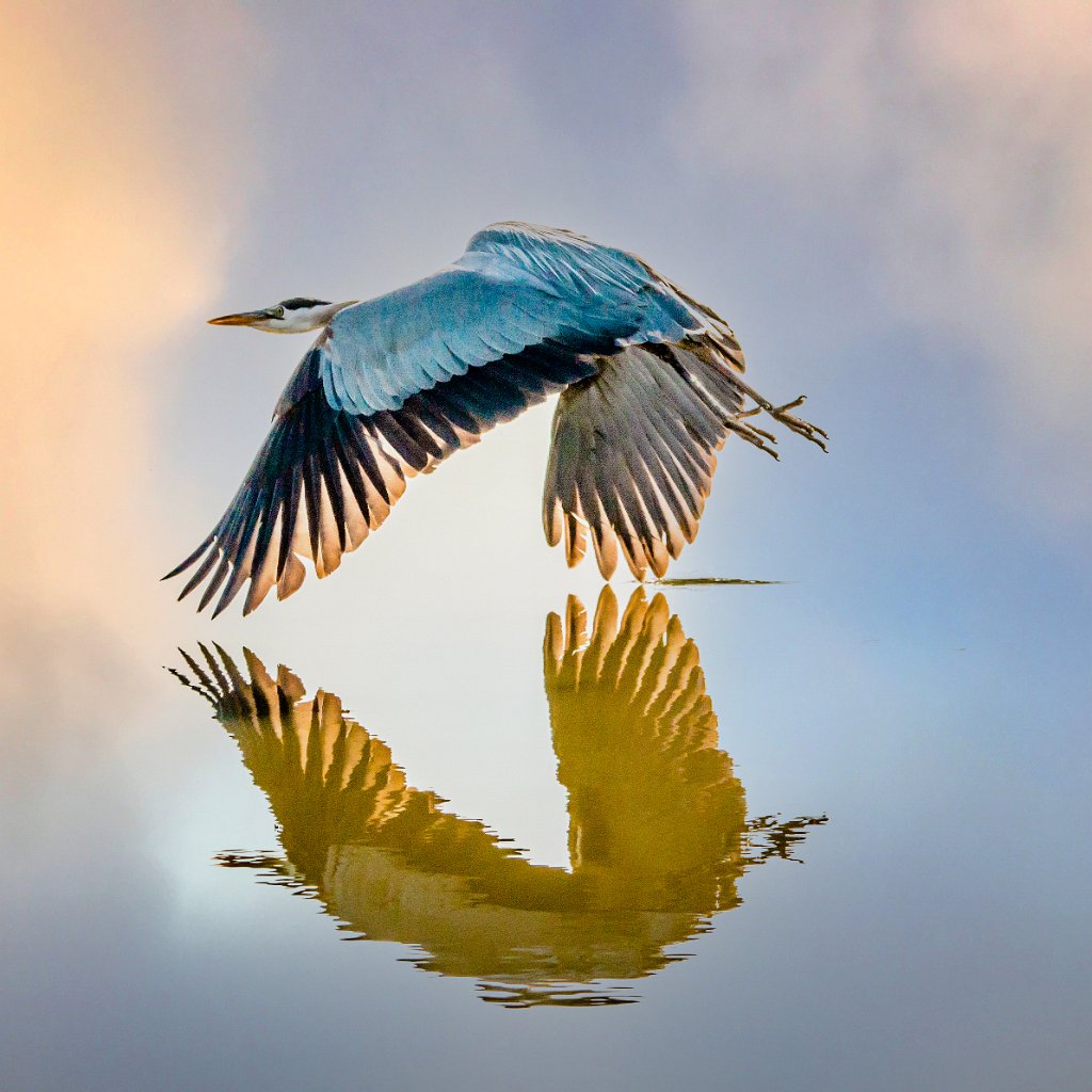 D80_3839-Edit.jpg - Great Blue Heron