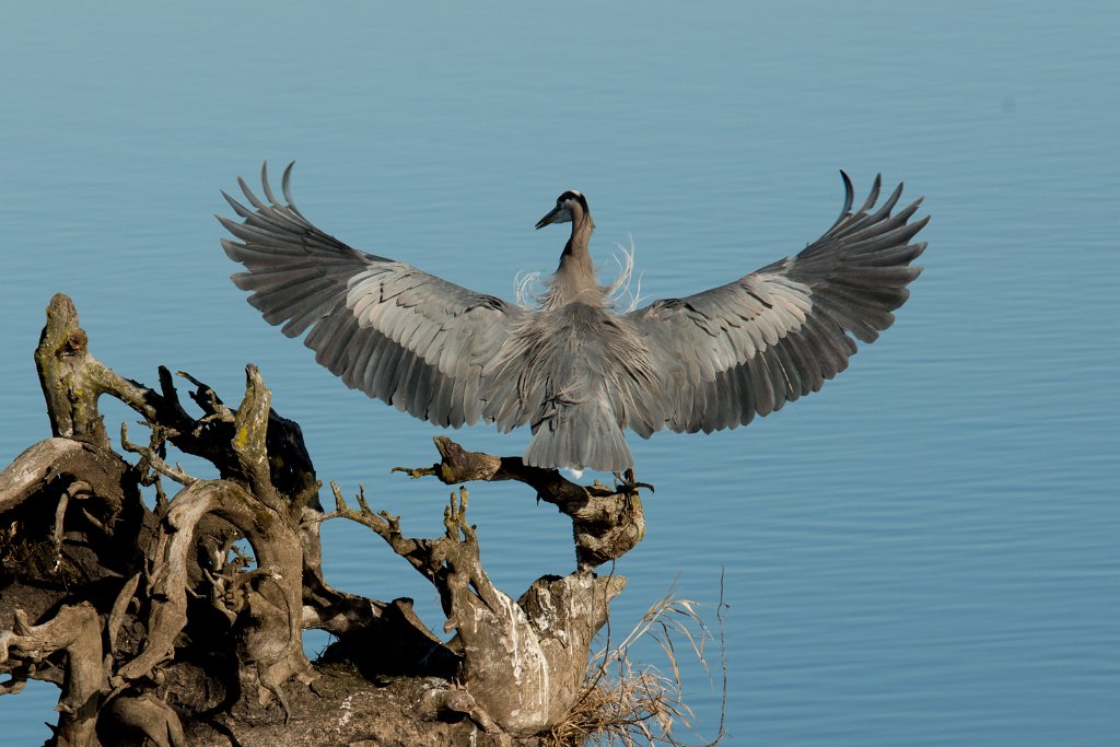 D80_4631.jpg - Great Blue Heron