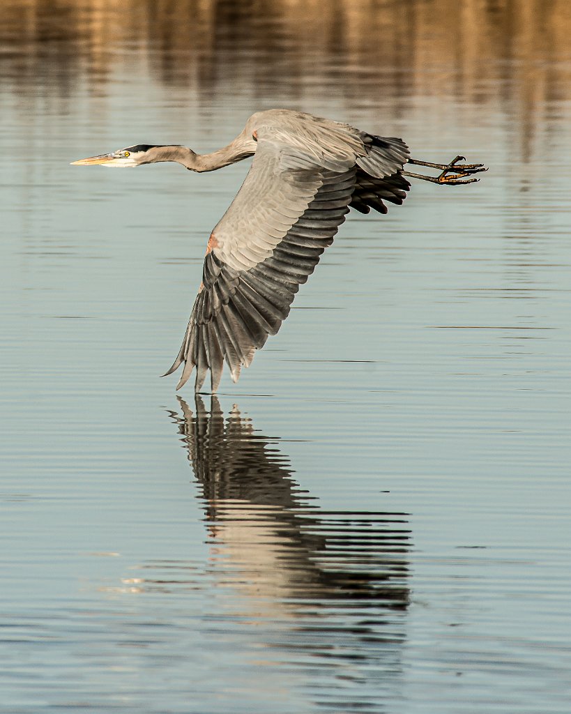 D80_4685-Edit.jpg - Great Blue Heron