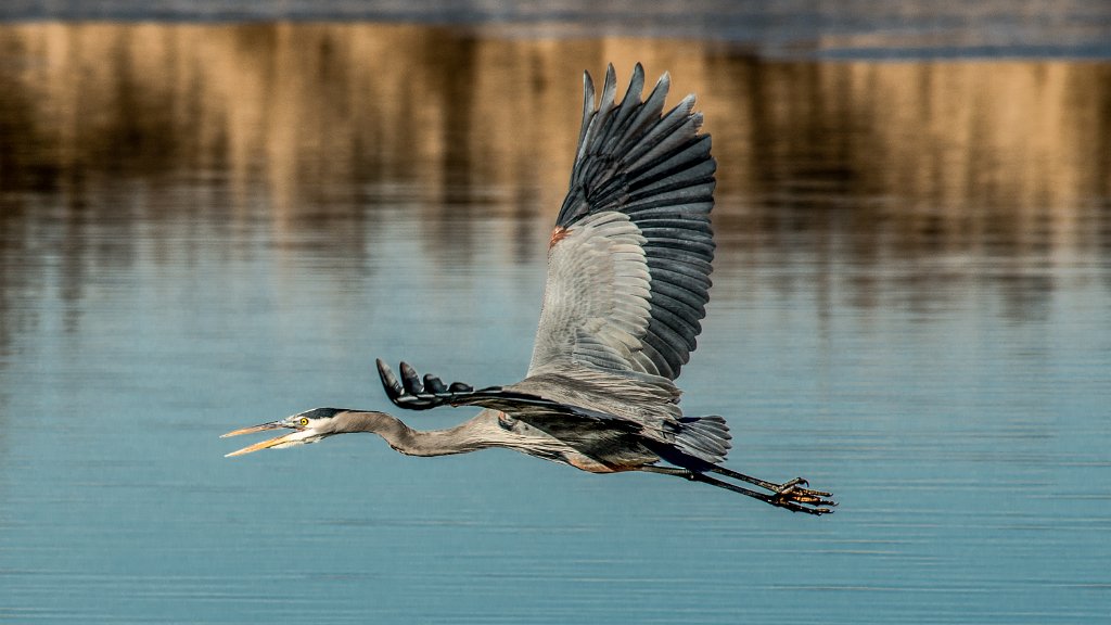 D80_4686-Edit.jpg - Great Blue Heron