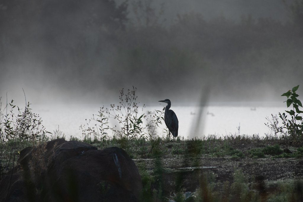 D85_1103.jpg - Great Blue Heron