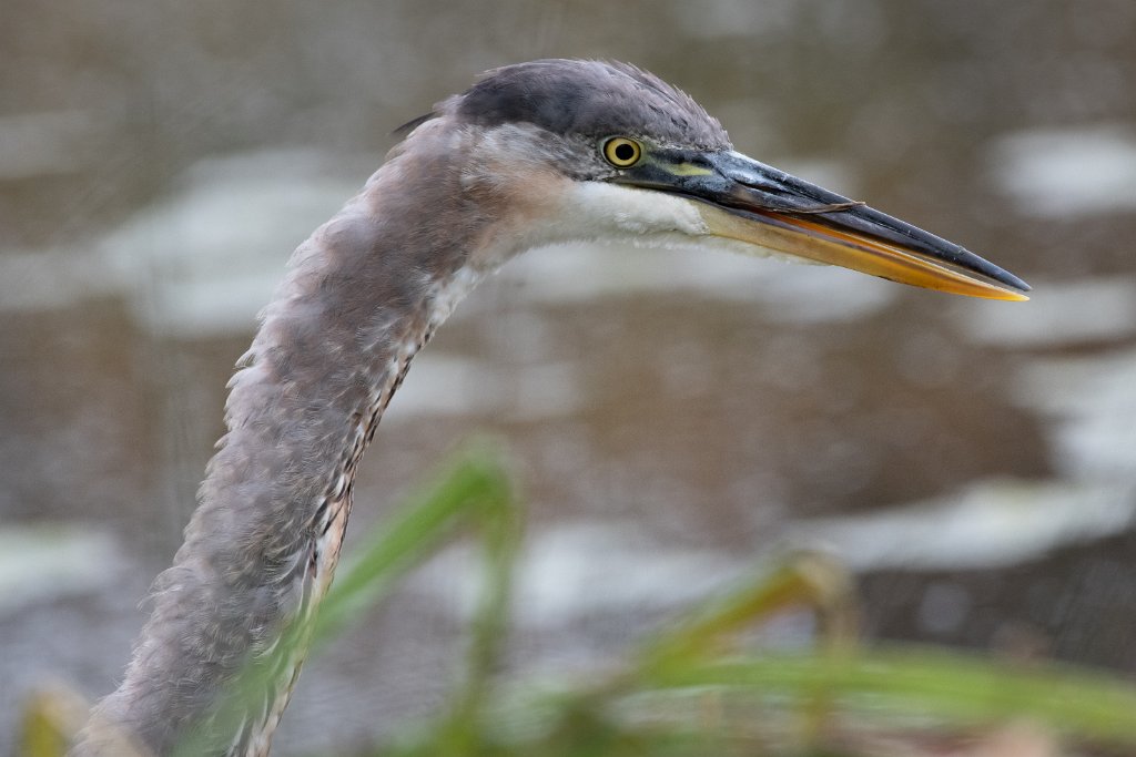 D85_1403.jpg - Great Blue Heron