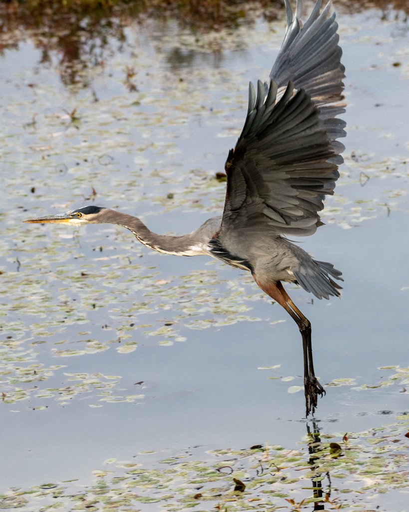 D85_2441.jpg - Great Blue Heron