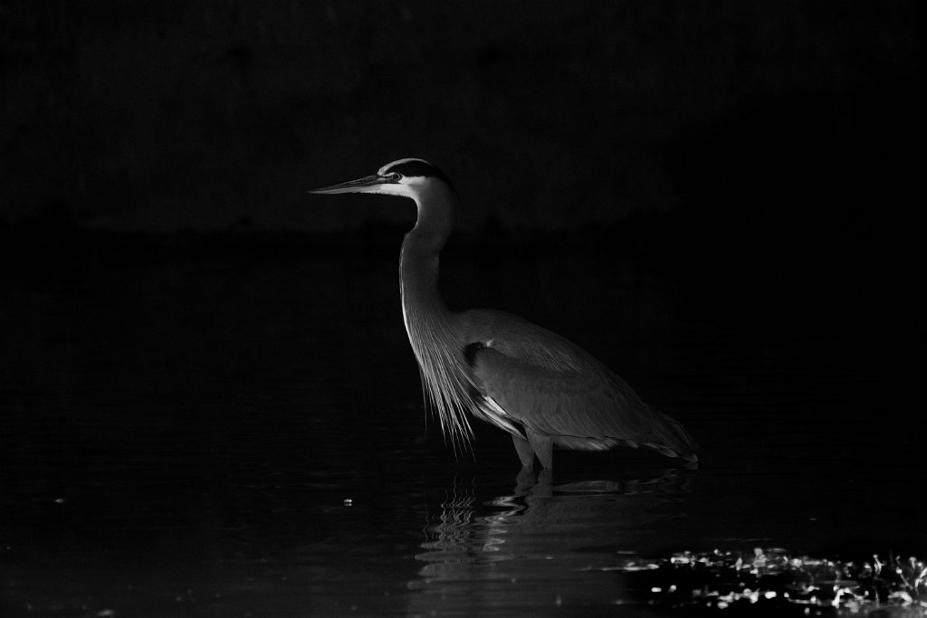 D85_3106.jpg - Great Blue Heron