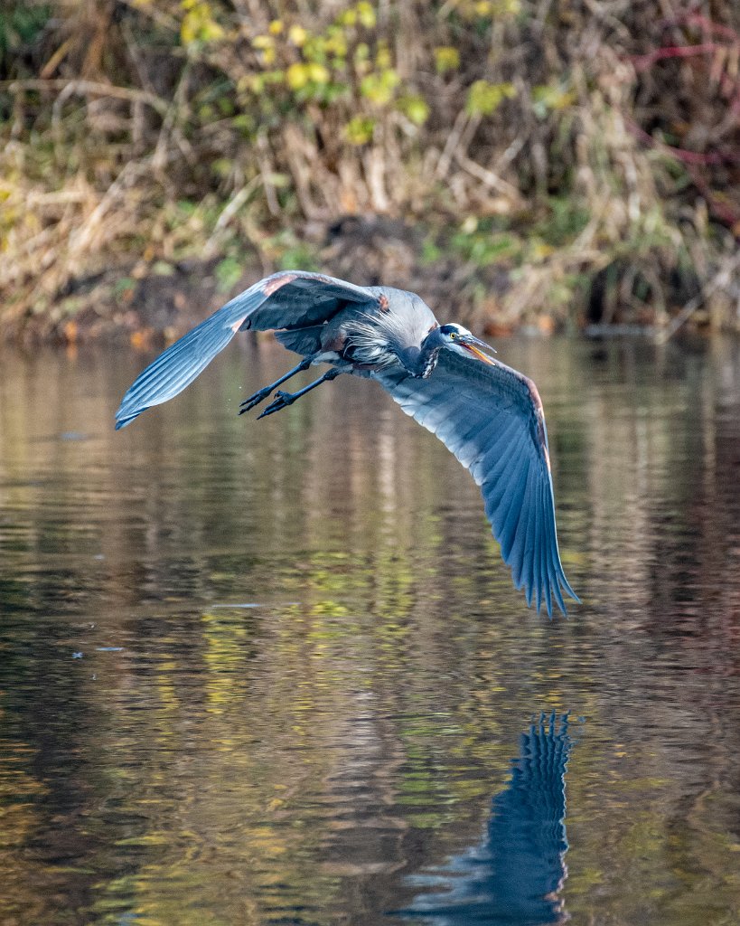 D85_3334.jpg - Great Blue Heron