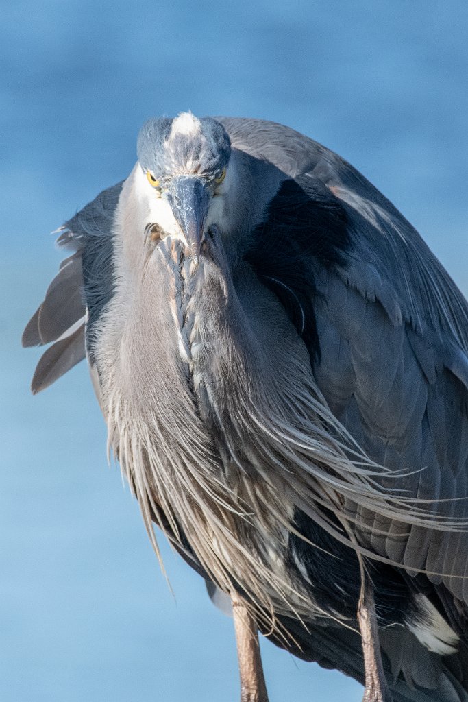 D85_4513.jpg - Great Blue Heron