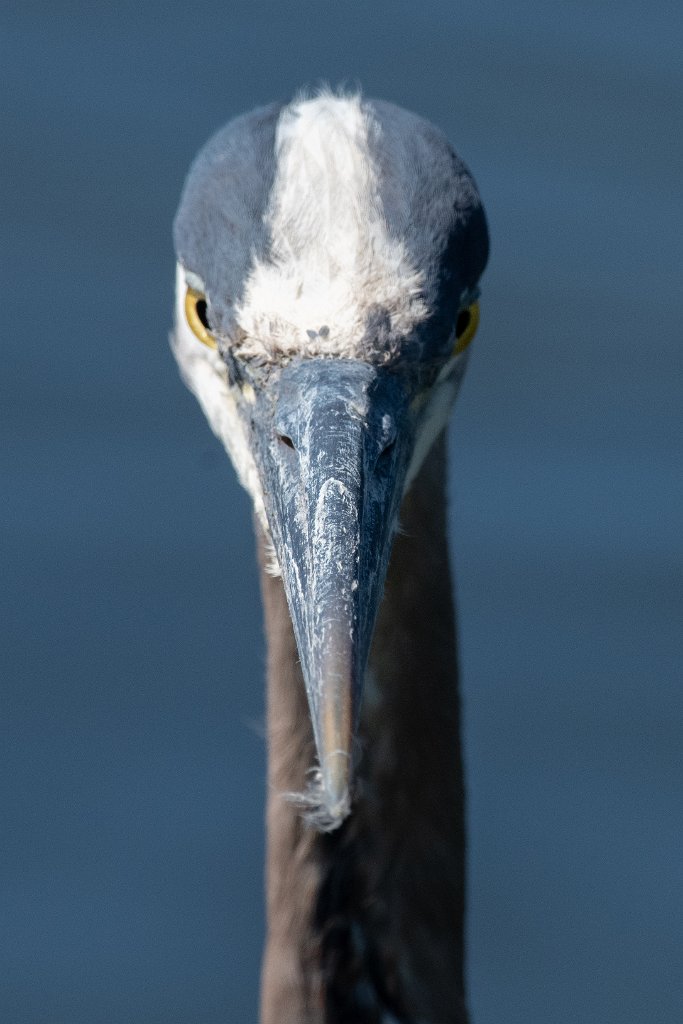 D85_4551.jpg - Great Blue Heron