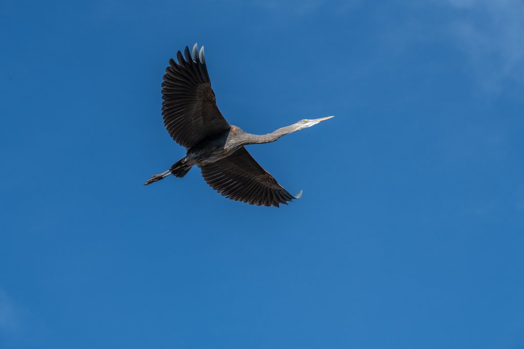 D85_4869.jpg - Great Blue Heron