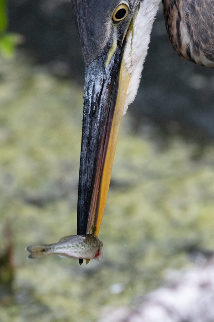 D85_5739.jpg - Great Blue Heron