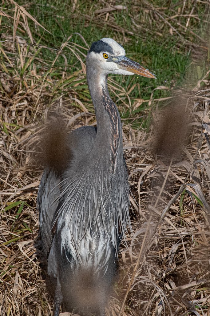 D85_8985-AA.jpg - Great Blue Heron