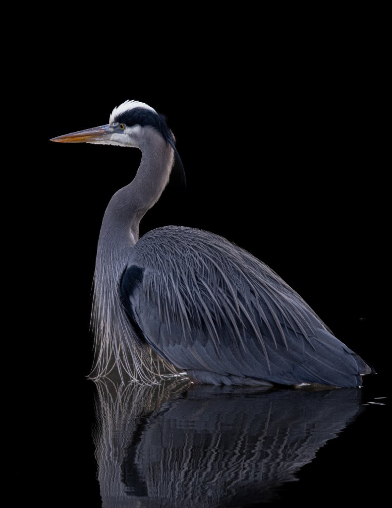 Z09_0284.jpg - Great Blue Heron