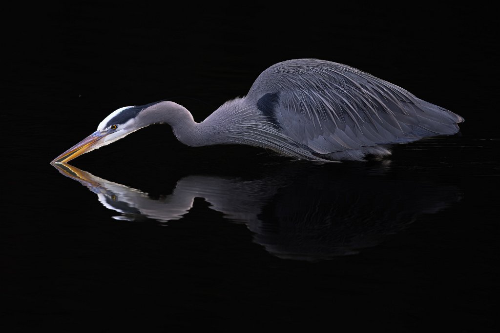 Z09_0291.jpg - Great Blue Heron