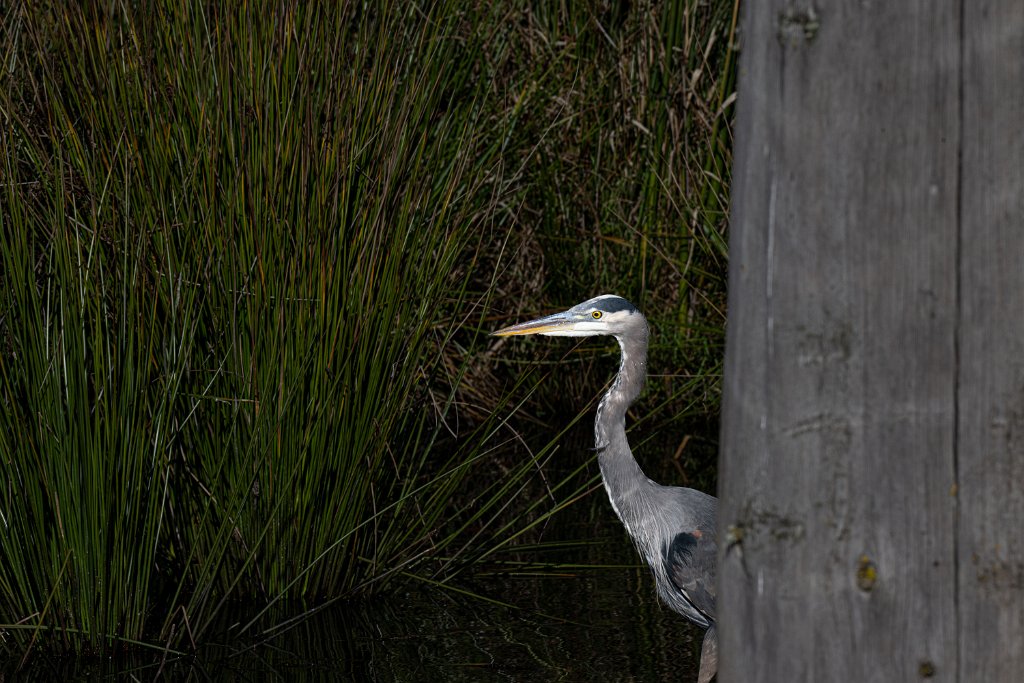 Z09_7695.jpg - Great Blue Heron