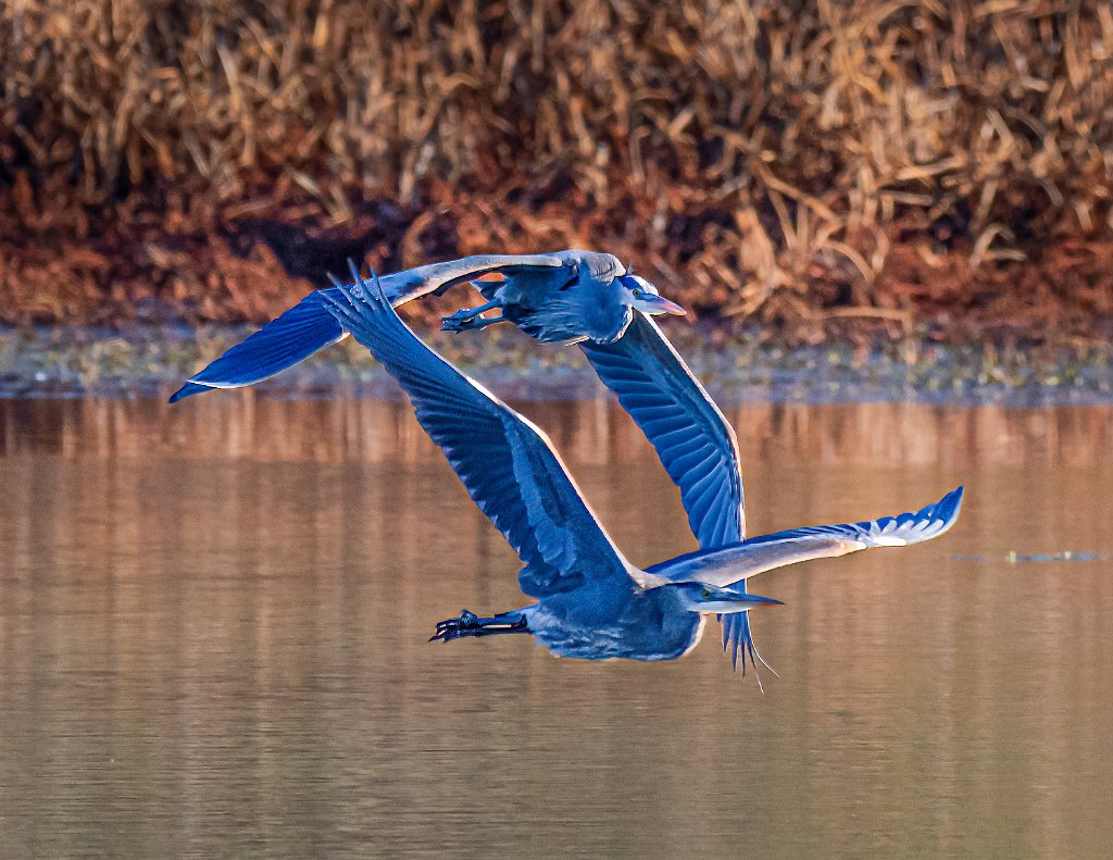 Z09_8583-Edit-Edit.jpg - Great Blue Heron