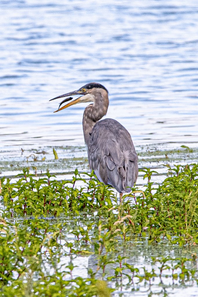 _Z090328.jpg - Great Blue Heron