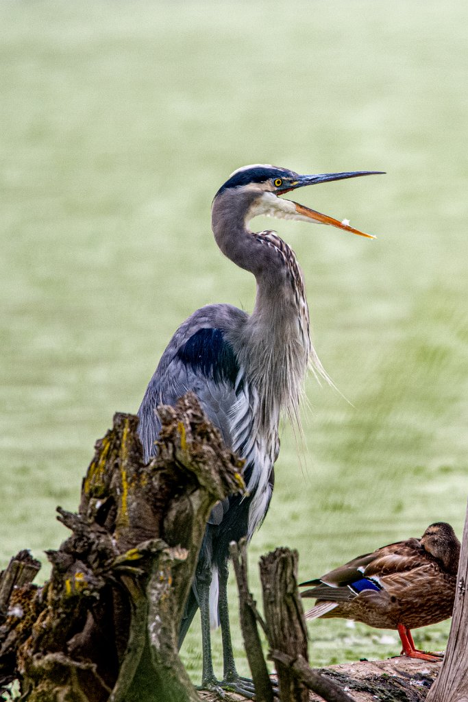 _Z092043.jpg - Great Blue Heron