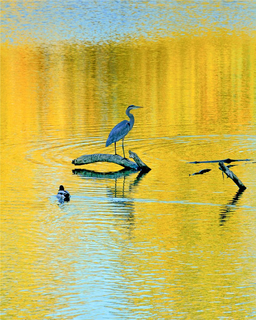 heron-1.jpg - Great Blue Heron