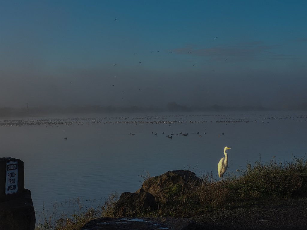 20221108_081506.jpg - Great Egret