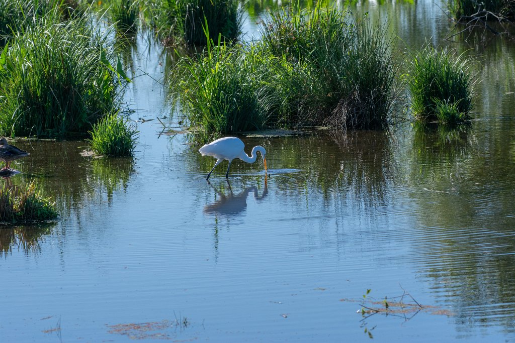 710_9531.jpg - Great Egret