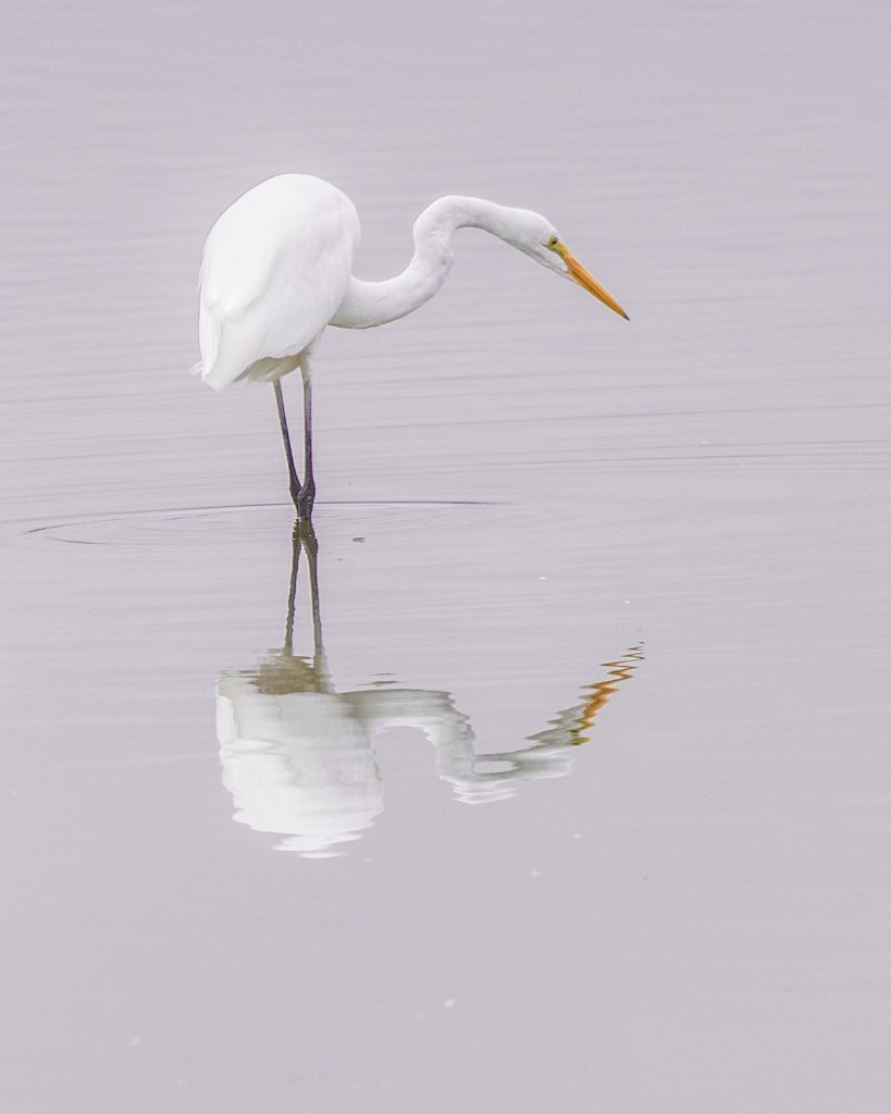 D05_1049.jpg - Great Egret