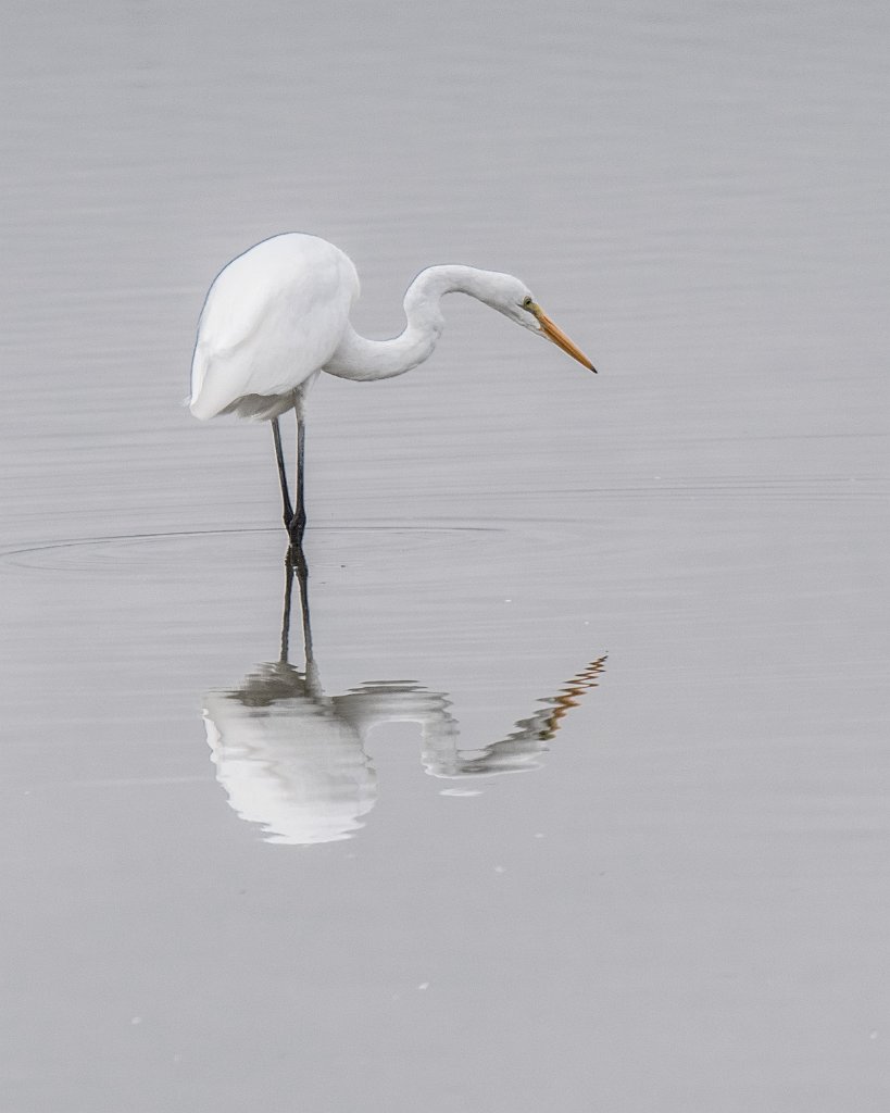 D05_1050.jpg - Great Egret