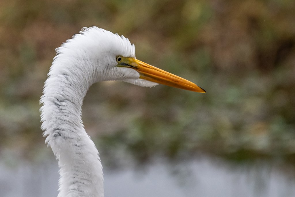 D05_2047.jpg - Great Egret