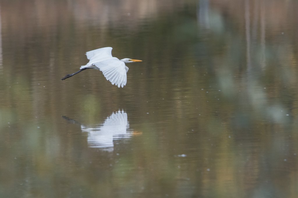 D05_3258.jpg - Great Egret