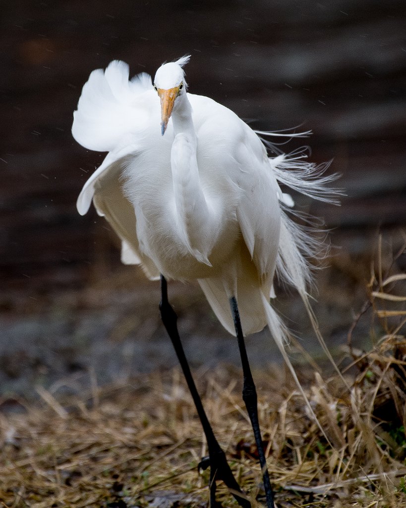 D05_5898.jpg - Great Egret