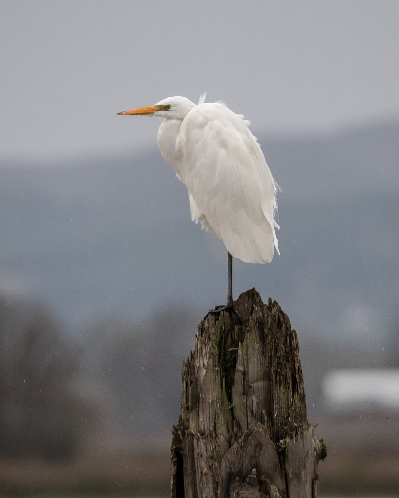 D05_8783.jpg - Great Egret