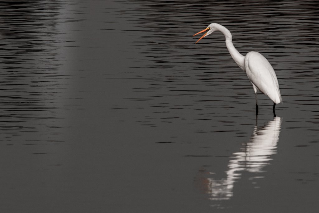 D80_1682.jpg - Great Egret