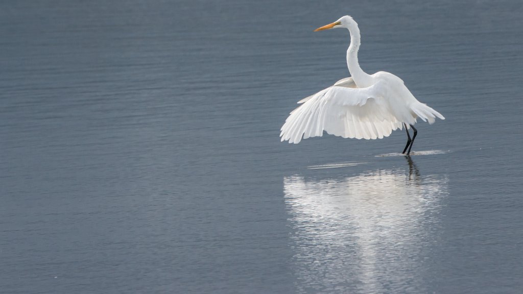 D80_4064.jpg - Great Egret