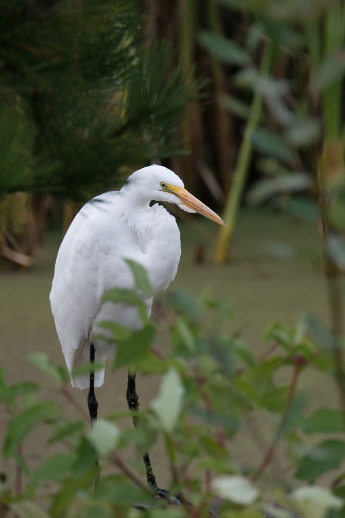 D80_4083.jpg - Great Egret