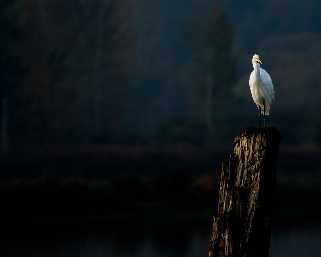 D80_4445.jpg - Great Egret