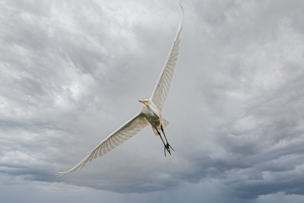 D85_0742-Edit-Edit.jpg - Great Egret