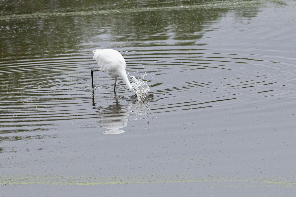 D85_5562.jpg - Great Egret