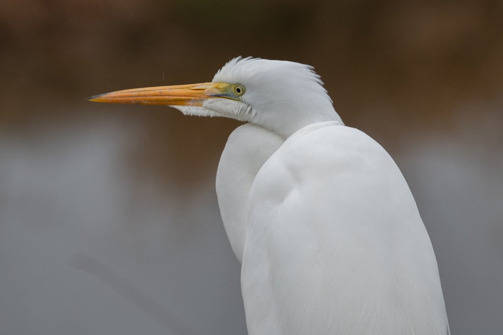 D85_5573.jpg - Great Egret