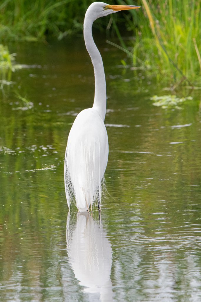 D85_5978.jpg - Great Egret