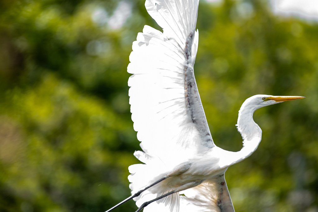 D85_6307.jpg - Great Egret