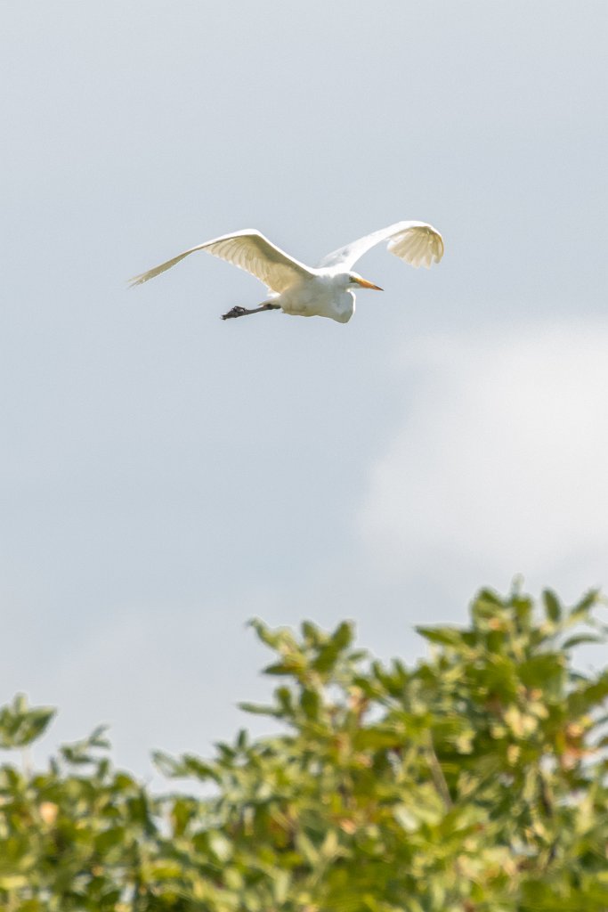 D85_7165.jpg - Great Egret