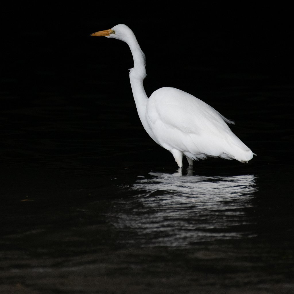 D85_7385.jpg - Great Egret