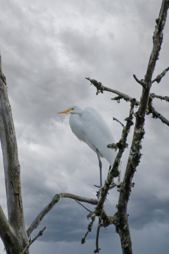 D85_7922-Edit.jpg - Great Egret