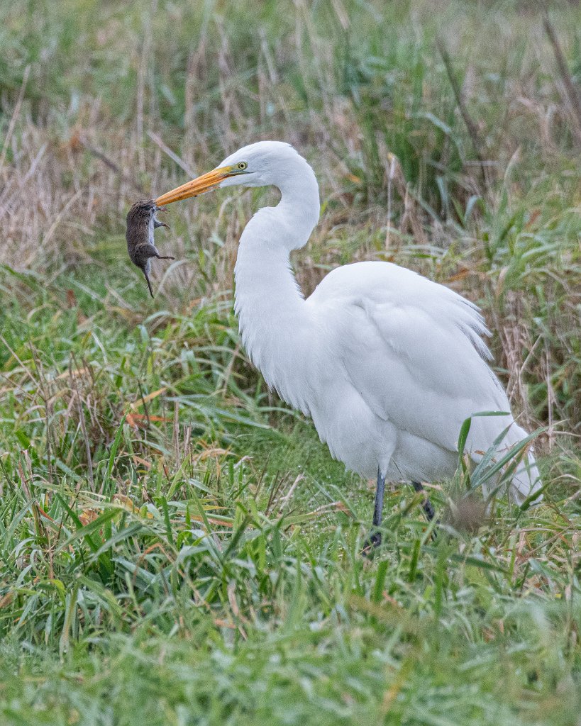 D85_8212.jpg - Great Egret, Small Mouse