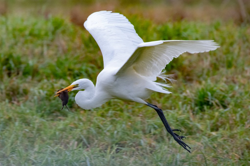 D85_8218.jpg - Great Egret