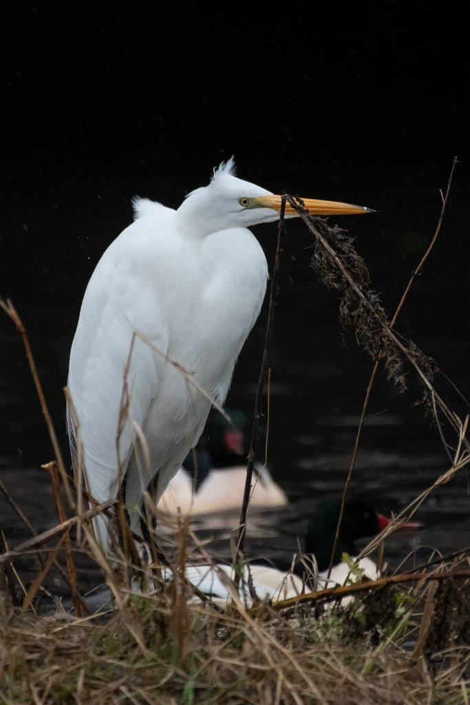 D85_8855.jpg - Great Egret