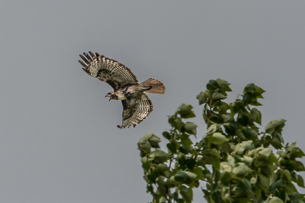 D04_8418.jpg - Red-tailed Hawk