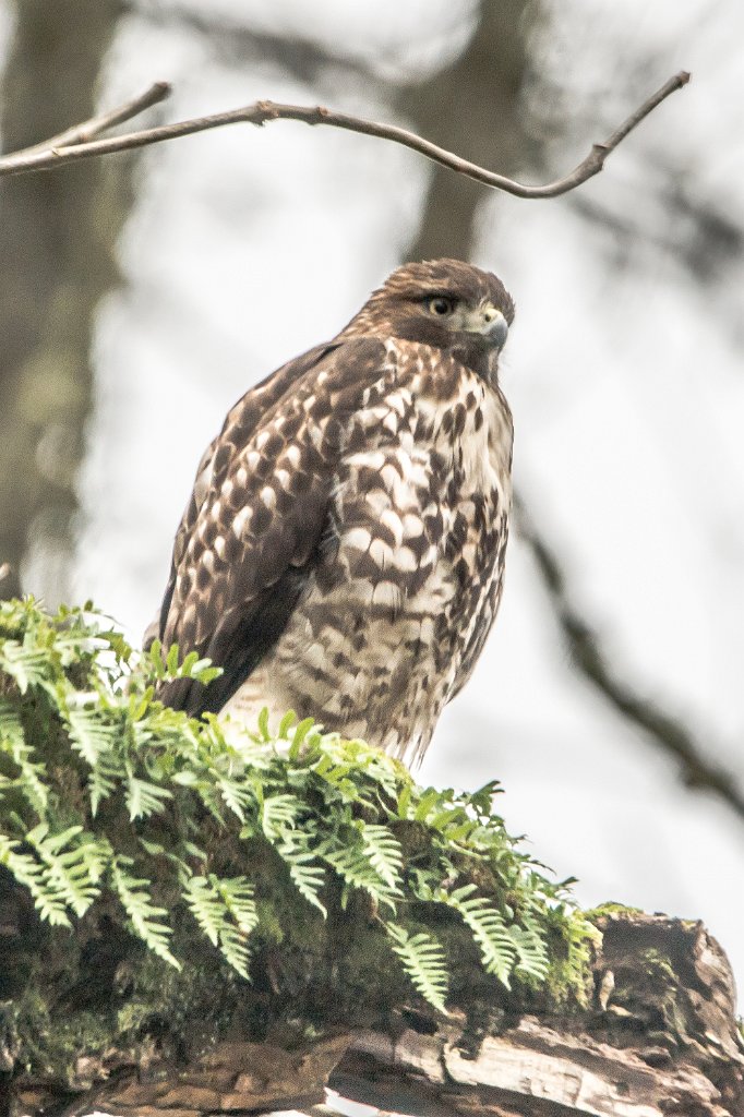 D04_9258.jpg - Cooper's Hawk