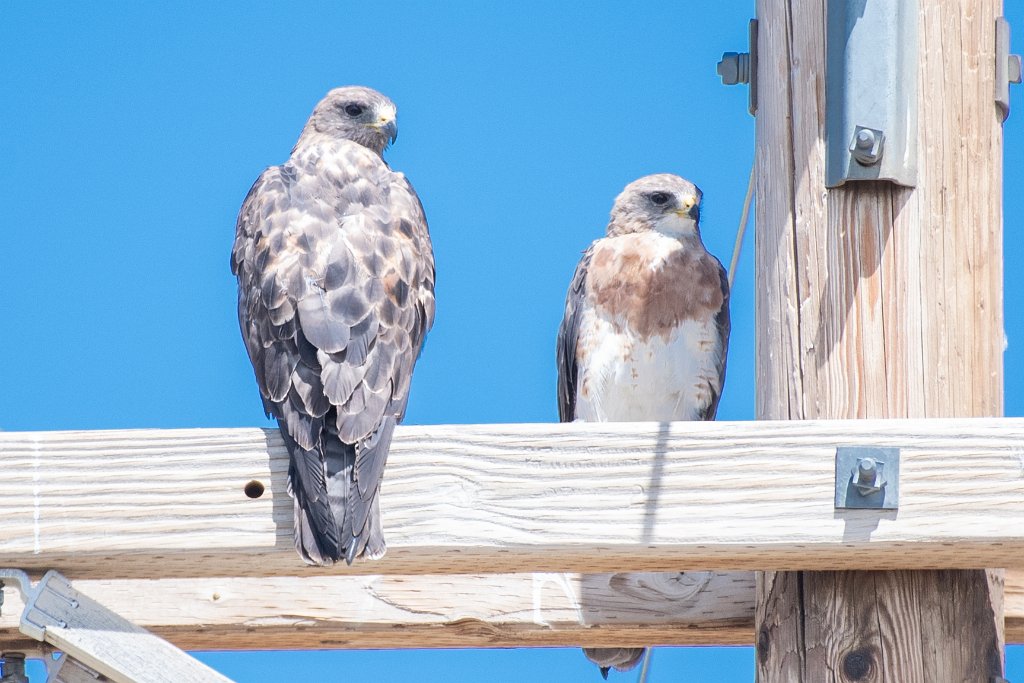 D05_0085.jpg - Swainson's Hawks