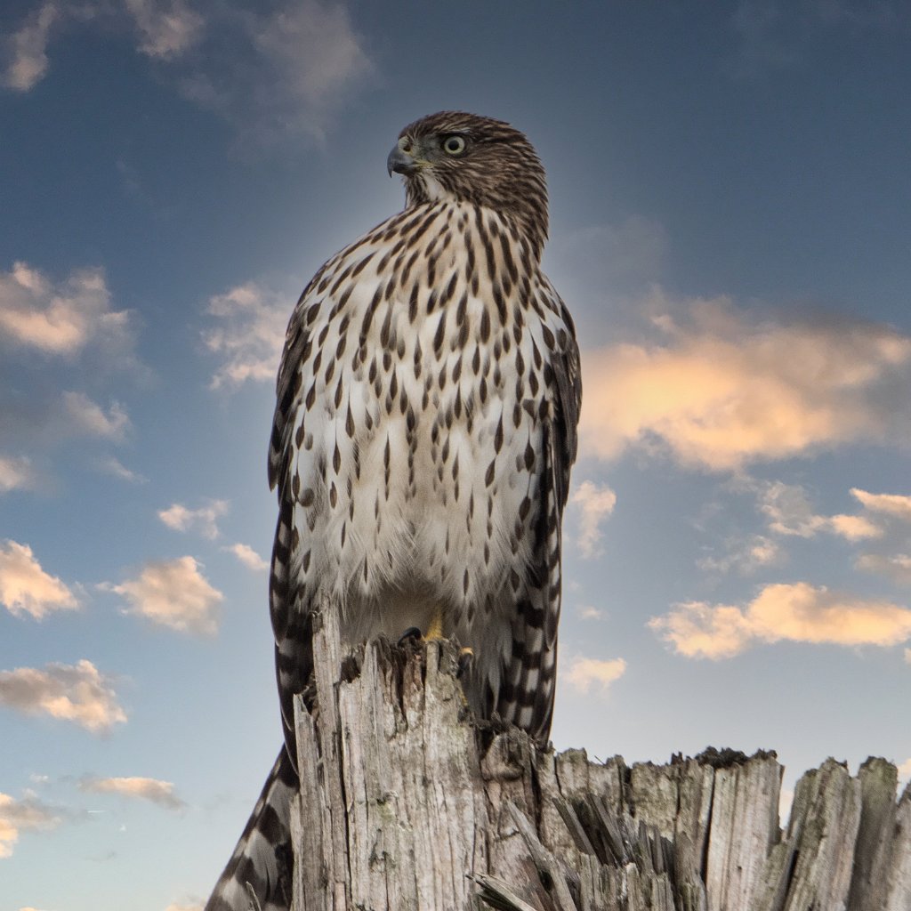 D05_0974-Edit.jpg - Cooper's Hawk